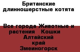 Британские длинношерстные котята - Все города Животные и растения » Кошки   . Алтайский край,Змеиногорск г.